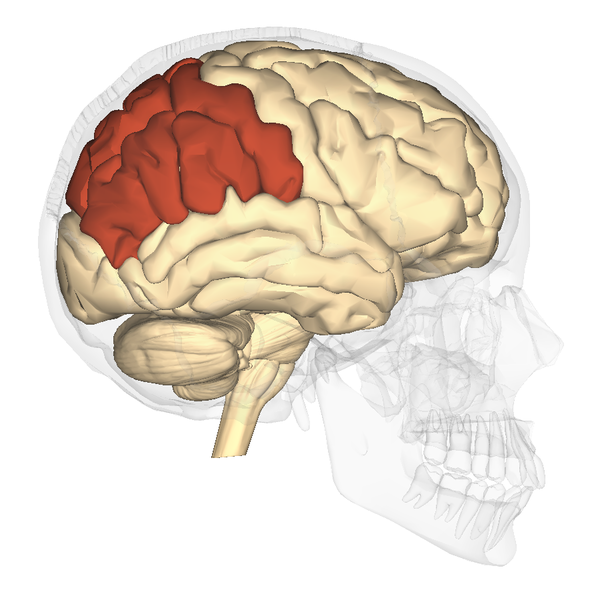 Causes of dyscalculia - brain differences