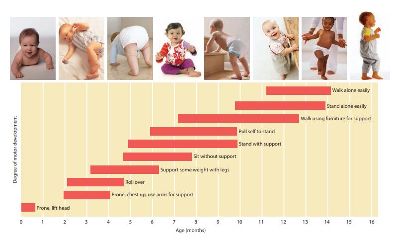 Motor milestones of children refer to the specific skills and abilities that children typically achieve as they grow and develop. These milestones are categorized into two main types: gross motor skills, which involve large muscle movements such as crawling, walking, and jumping, and fine motor skills, which involve smaller, more precise movements such as grasping, writing, and manipulating objects.