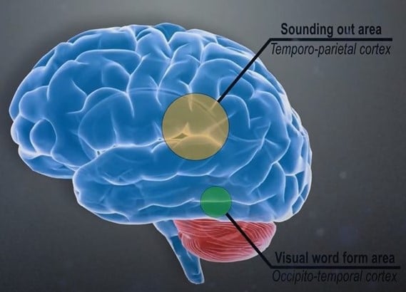Positions of the VWFA or visual dictionary and the sounding out area in he brain.
