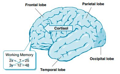 Effect of math anxiety on the brain.