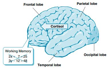 Effect of math anxiety on the brain. 