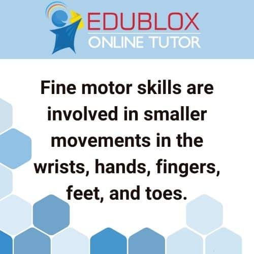 What are fine motor skills