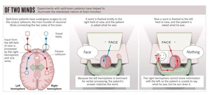 Sperry's split brain experiments