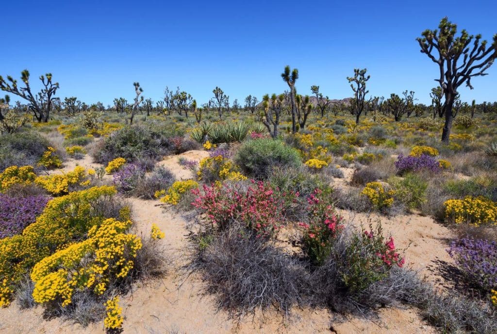 Mojave desert in bloom